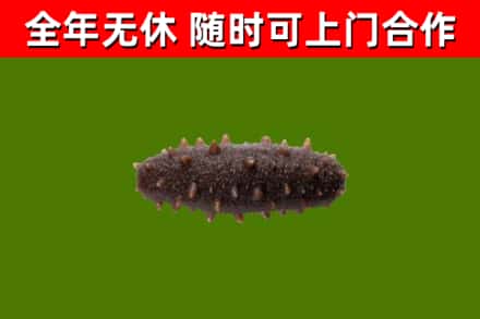 衡阳烟酒回收干海参.jpg